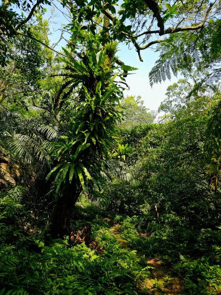 2025年臺北大縱走第六段：中華科技大學至捷運麟光站2755792