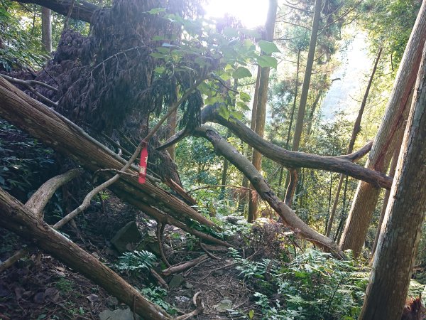 雲霧步道上鵝公髻山2425633