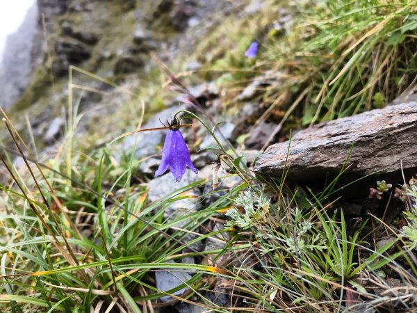 北一段(14/14)高山植物 2025_0906~132887649