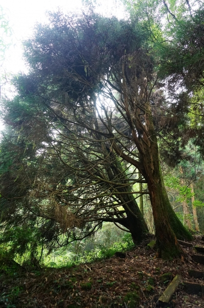 特富野古道91001