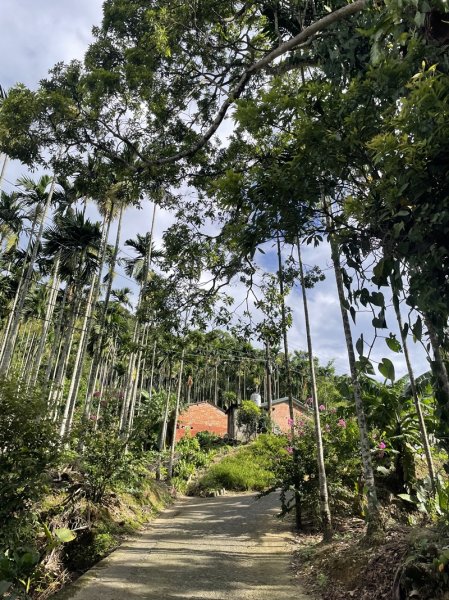 【天上山系】望月亭桐花2869349