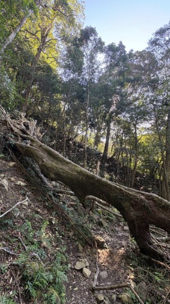 山毛櫸「最後一舞」2955249