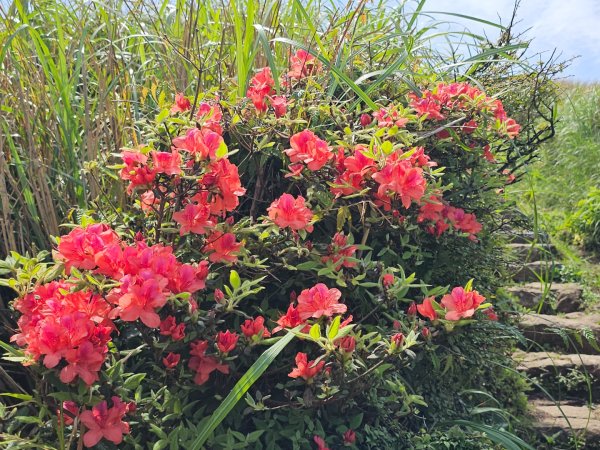 2026年臺北大縱走第二段：二子坪至小油坑3029504