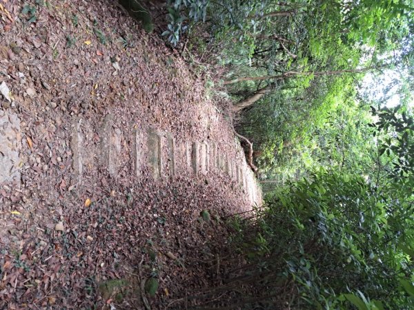 2026森遊竹縣：石光古道（老虎山步道）3107329