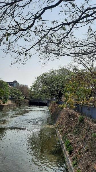 《台中》苦楝樹王｜潮洋溪惠來溪步道生態之旅202303-042124107