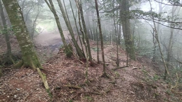 20251010 大雪山國家森林遊樂區 - 船型山林道 登 烏石坑山2911028