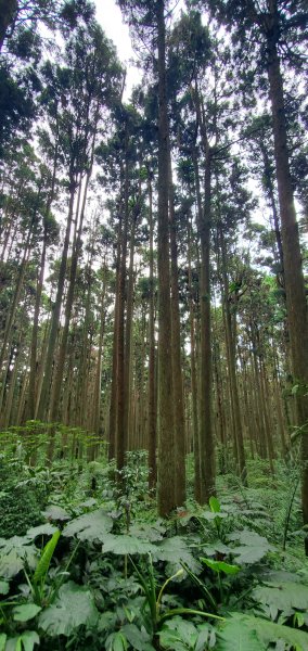 2024-05-19溪頭自然教育園區2508018