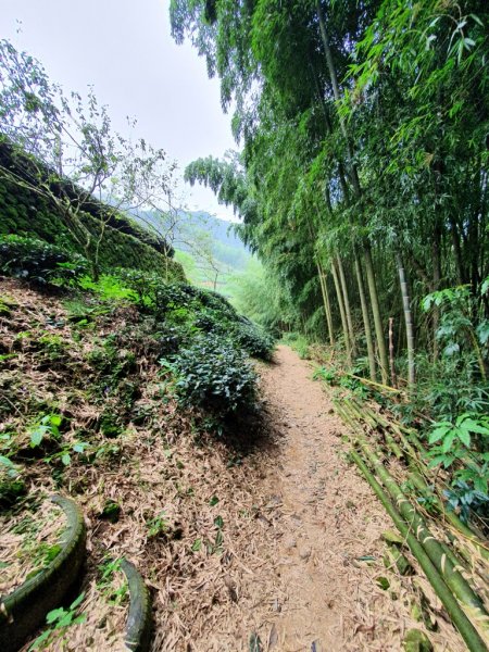 【雲嘉】後棟山連走大二尖山1478493