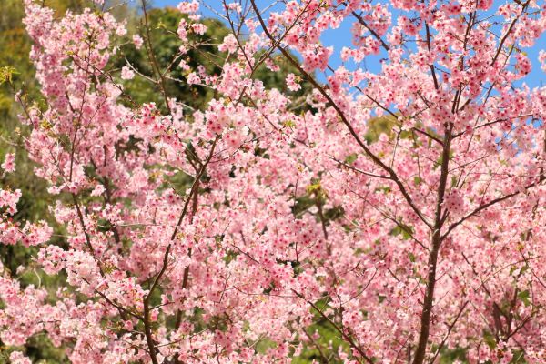 拉拉山的櫻花286550