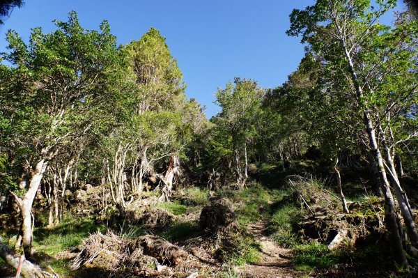 宜蘭 大同 三星山2890394