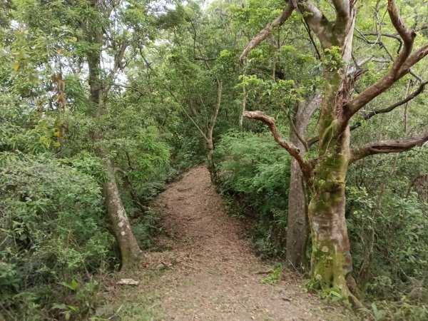 平溪區淡蘭山徑-平湖西步道+內平林山+東步道O型2769926