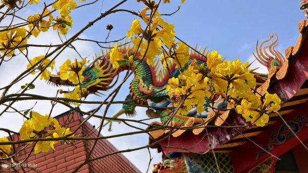 #西龍巖寺 #八里療養院 #黃花風鈴木 #青帶鳳蝶 #虎山 #101大樓  3/133014406