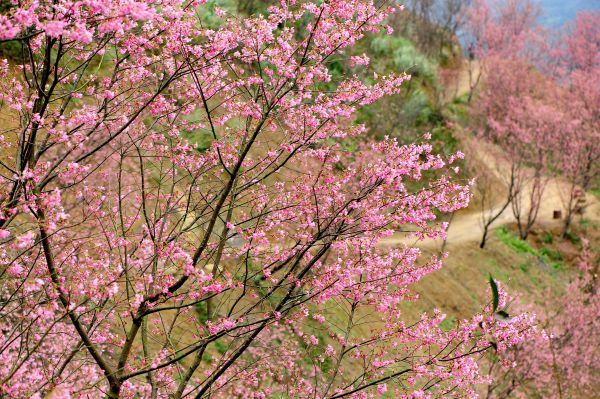 櫻花小秘境 : 0311 三峽竹崙路 106404