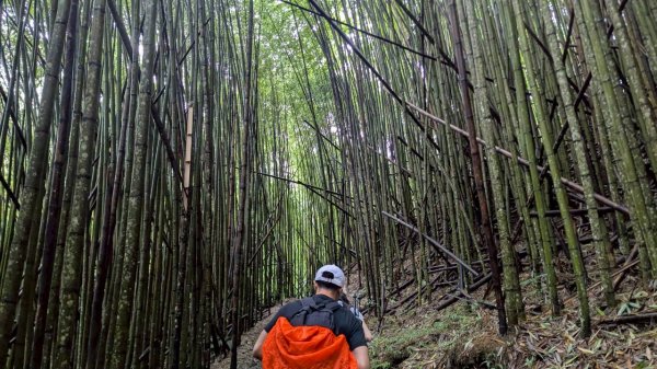 司馬庫斯巨木步道2861080