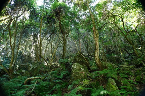新竹 五峰 鳥嘴山、大窩山2956876