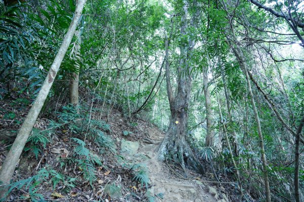 臺中 和平 白毛山、次郎山2670909