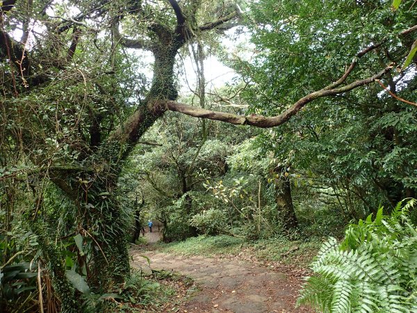 大屯山賞芒花1174194