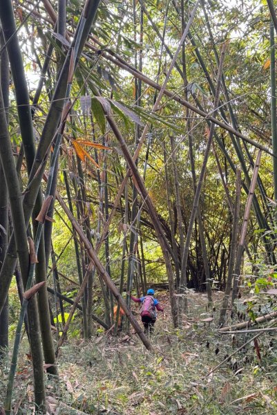 古坑地母廟走荷苞山(登山步道)訪小溪子山2947120