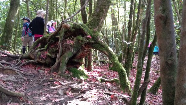 鳶嘴稍來賞楓行663220