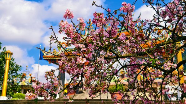 #綠繡眼 訪花 #吉野櫻 #天元宮 #楓樹湖 03162736720