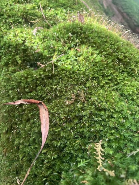 新竹 尖石 鎮西堡巨木群步道A線巨木群 毒龍潭2885018