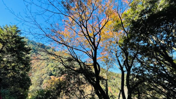 1101211大雪山230林道9.2k/雪山西稜登山口1546553