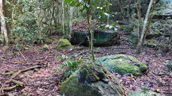 鞍輪名山(藤苞山)O型大竹溪山 (玩命關頭不建議來爬) 2023年12月24日2386390