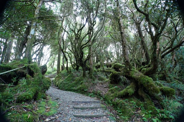 宜蘭 大同 望洋山、翠峰湖步道、山毛櫸步道2880719