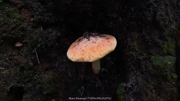 《雲林》望好望角｜石壁山嘉南雲峰步道(中側登山口）202506072805345