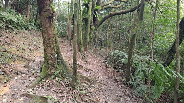 20240308汐止大尖山步道-四分尾山-耳空龜山2448644