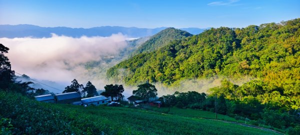 雲山水花鳥蝶-天龍國阿伯的日常 #艷紅鹿子百合 #大鳳蝶 #玉帶鳳蝶2863915