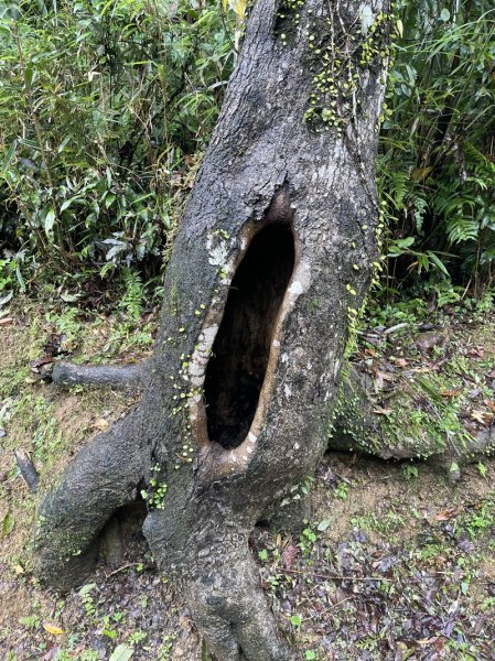 武山坑炭窯2990720