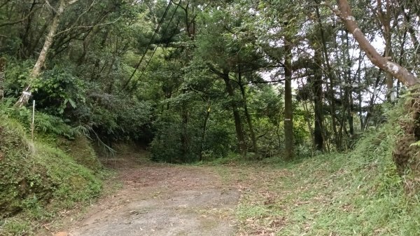 雙溪區溪尾寮古道-藤寮坑古道O型3114494