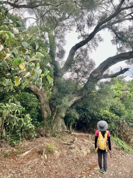 虎山岩區4條大嶺巷步道十二分埔山O繞逍遙輕鬆行3064040
