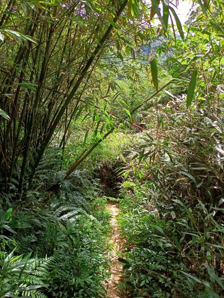 【新北-臺灣百大必訪步道】流水淙淙的三貂嶺瀑布群步道1455484