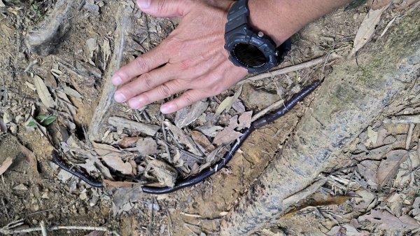 風和日麗來去烏來三山享受森林芬多精2984349