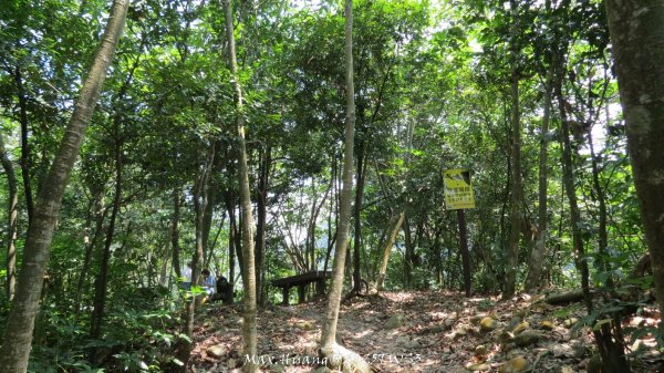 《南投》峰峰相連｜草屯九九峰森林步道O型202509062879284