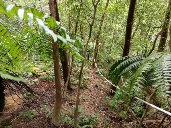 平溪區石古井古道(新路徑)+青林山+盤山坑古道O型2893273