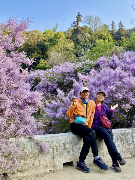 粉紅色悸動--古坑.萬年峽谷麝香木順撿雲林古坑基石 2023/03/082061924