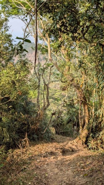 竹仔尖山步道3002521