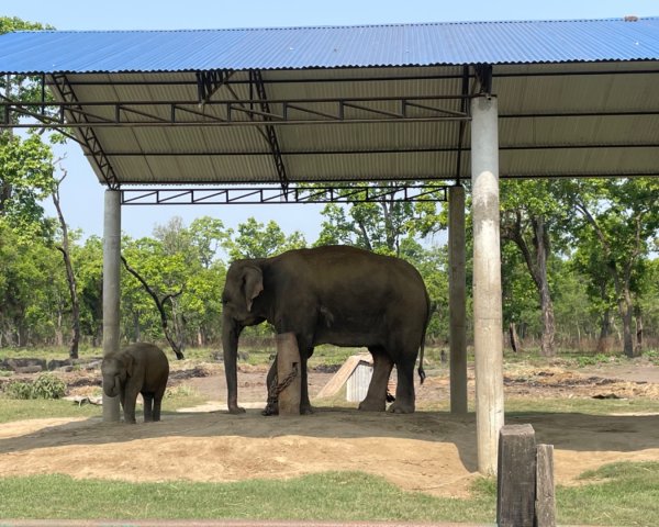 尼泊爾奇旺國家公園4天三夜2788874