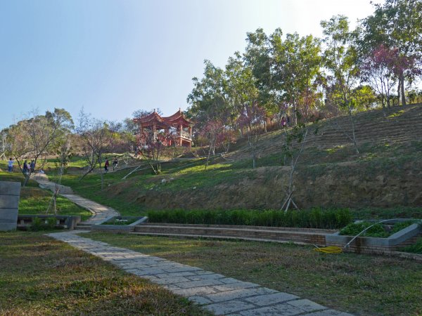 虎山巖步道—滿山李花白1268675