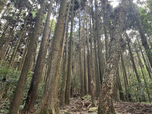 加里山 大坪登山口 杜鵑嶺 加里山P形1900971