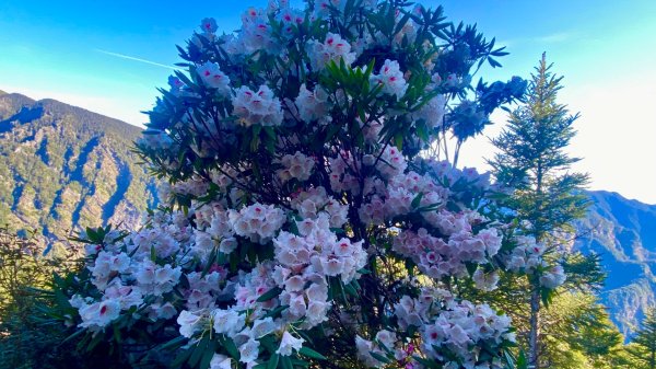 阿蓮五虎兄弟一日單攻雪山主東峰3049886