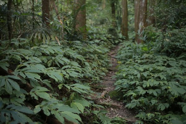 蓮包山：連走馬武督158589