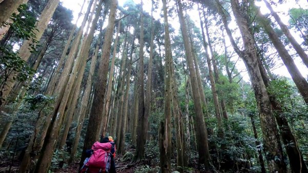 20190313苗栗加里山559514