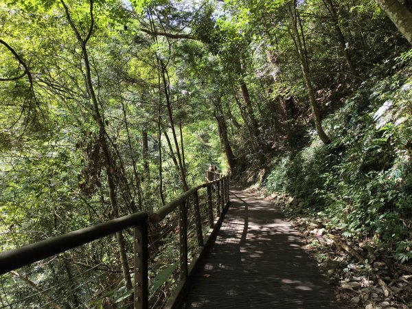 [百山百鳥尋旅-07/15] 2025_0831 八仙山國家森林遊樂區步道群_天籟步道2875923