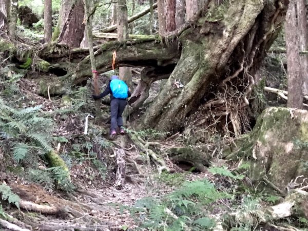 自忠上東水山連走特富野古道1244528