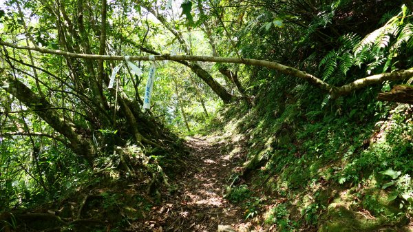 大湖尾,溪尾寮,藤寮坑古道2877510