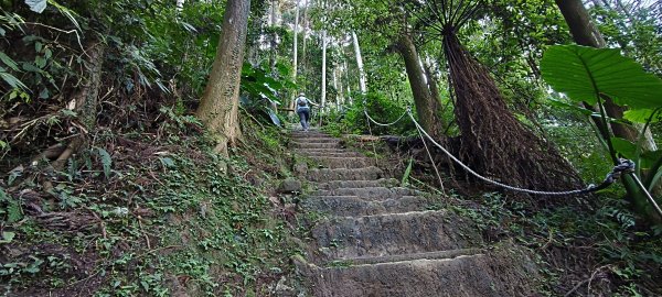 2025/11/22_五指山橫向登山步道+仙洞步道 O型2944177